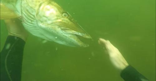 SCUBA Diving A Freshwater River And Petting A Muskie