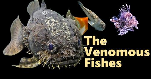 Venomous Fishes | The Most Dangerous Creatures of the Sea