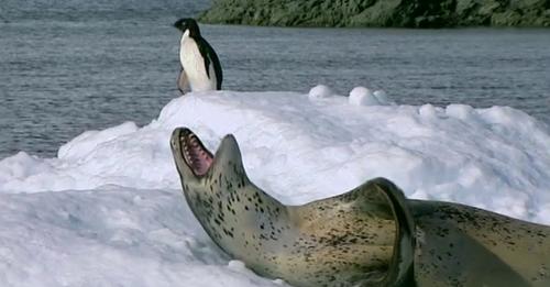 The Sea Leopard’s Deadly Hunt in the Antarctic Ocean