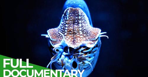 Wildlife – Just Octopuses | Free Documentary Nature