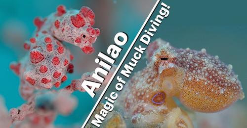 Hidden Wonders of Anilao: Discover the Magic of Muck Diving!