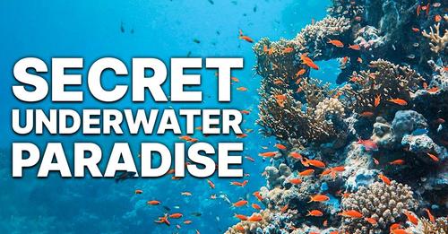 Secret Underwater Paradise | Ocean Exploration | Sea Life Documentary | Undersea