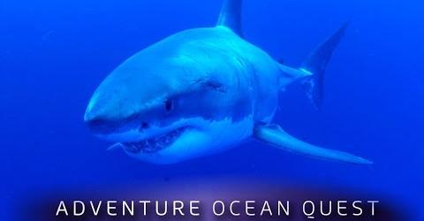 Adventure Ocean Quest – The White Sharks of Guadalupe